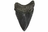 Fossil Megalodon Tooth - Georgia #77526-1
